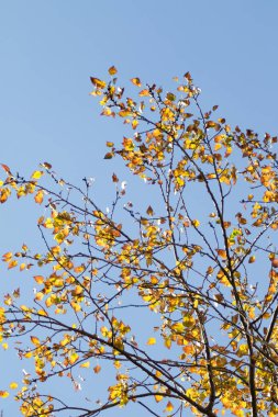 Sarı huş ağacı orman, geç sonbahar doğa manzara