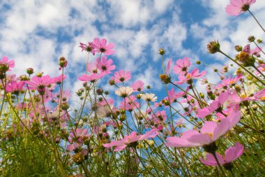 Cosmos çiçekler, görüntülemek aşağıdan gökyüzüne doğru