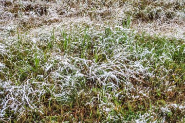 kar uzun boylu yeşil çim