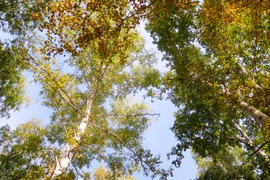 huş ağacı orman manzaralı gökyüzüne Sonbahar Doğa