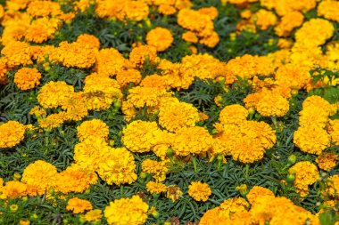 birçok marigolds küçük çiçekler