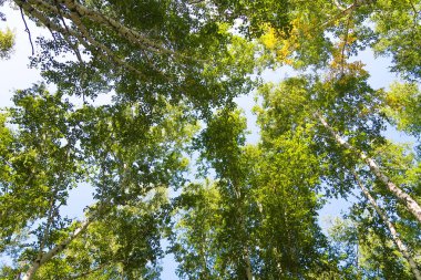 orman manzaralı aşağıdan gökyüzüne huş ağacı