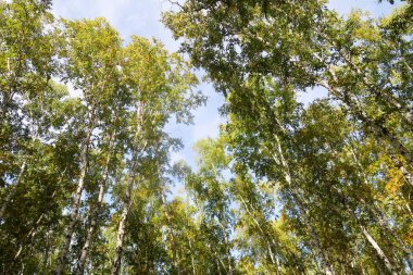 huş ağacı orman manzaralı gökyüzüne Sonbahar Doğa