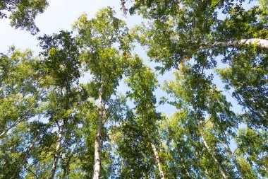 orman manzaralı aşağıdan gökyüzüne huş ağacı