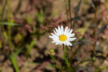 papatya çiçeği peyzaj alanı