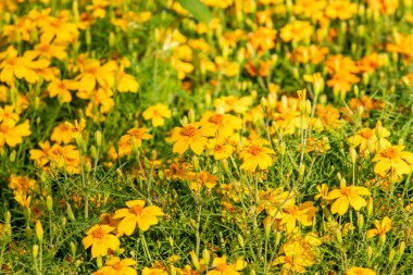 parlak sonbahar çiçek doğa manzara
