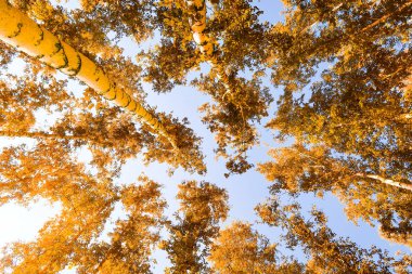 gökyüzü sonbahar arka planı sarı huş ağacı yaprakları