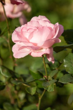 yakın doğa atış güzel çiçek gül