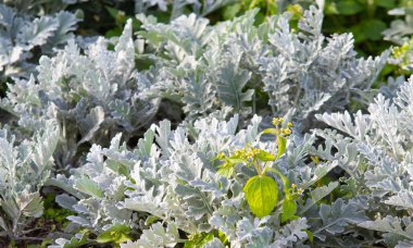 süs havuç bitkisinin seçici odak