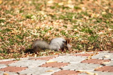 çimenlerin üzerinde sonbahar ormandaki sincap