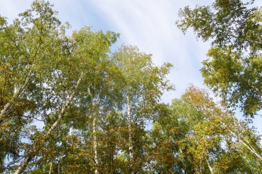 huş ağacı orman manzaralı gökyüzüne Sonbahar Doğa