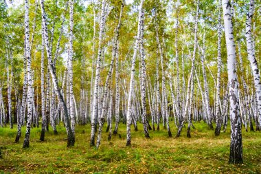 Sarı huş ağacı orman, geç sonbahar doğa manzara