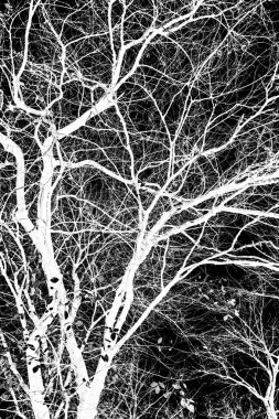 ağaç dalları siluet siyah arka plan üzerine beyaz
