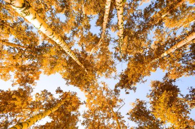 gökyüzü sonbahar arka planı sarı huş ağacı yaprakları