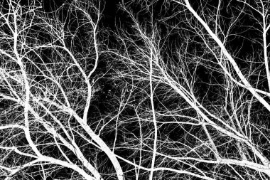 ağaç dalları siluet siyah arka plan üzerine beyaz