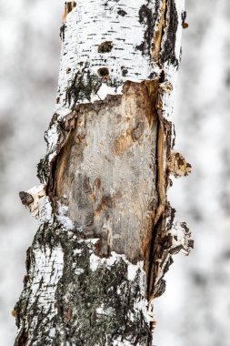 huş ağacı orman, ağaç gövdesi yakın kadar kış