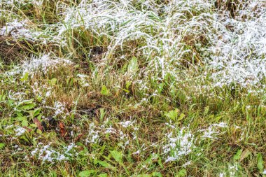 kar uzun boylu yeşil çim