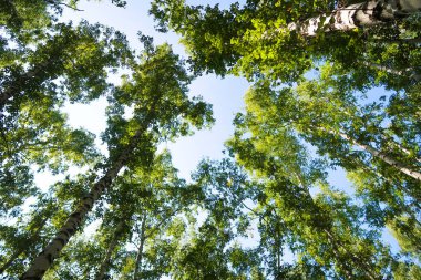 orman manzaralı aşağıdan gökyüzüne huş ağacı