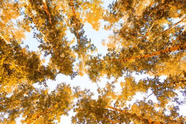 gökyüzü sonbahar arka planı sarı huş ağacı yaprakları