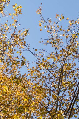 Sarı huş ağacı orman, geç sonbahar doğa manzara