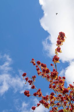 Doğa Sonbahar Ağaç ashberry parlak renkler