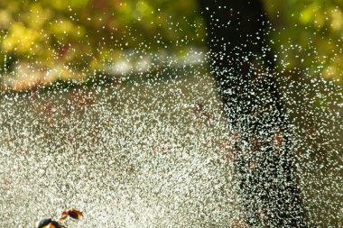 defocused, bulanık su, bokeh doğa damla