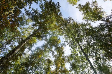 huş ağacı orman manzaralı gökyüzüne Sonbahar Doğa