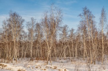 huş ağacı ormanda kış doğa manzarası