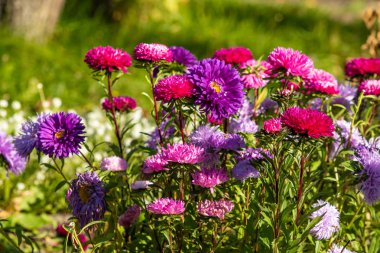 parlak sonbahar çiçek doğa manzara