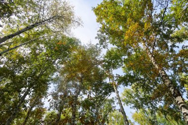 huş ağacı orman manzaralı gökyüzüne Sonbahar Doğa