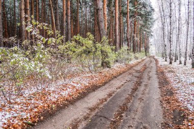Kış ormanı boyunca yol