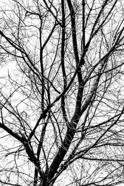 Beyaz arkaplanda ağaç dalları silueti