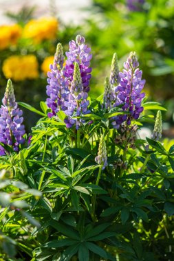 Lupinus çiçek yeşil yeşillik doğa ile parlak