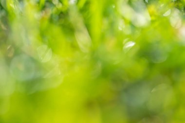 yeşil çim bokeh arka plan bulanık