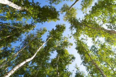 orman manzaralı aşağıdan gökyüzüne huş ağacı