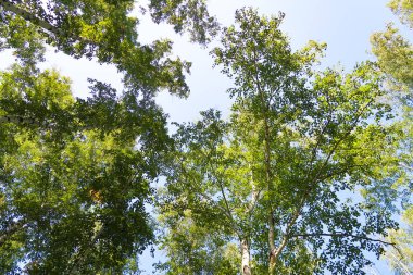 orman manzaralı aşağıdan gökyüzüne huş ağacı