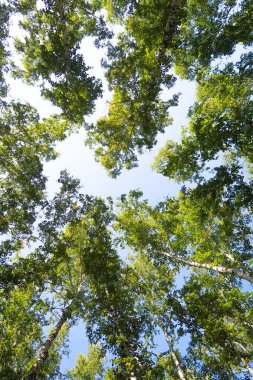 orman manzaralı aşağıdan gökyüzüne huş ağacı