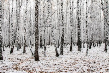İlk kar huş ağacı orman manzara kış