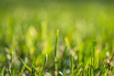 yeşil çim bokeh arka plan bulanık
