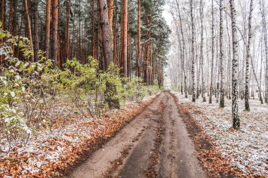 Kış ormanı boyunca yol