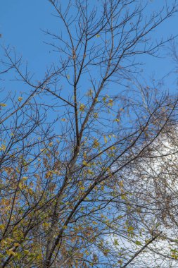 Sonbahar ağaç dalları göğe görüntüle
