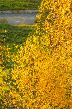 Sarı ağaçlarda yaprak