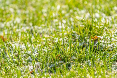 yeşil çim kar arka plan bokeh bulanık