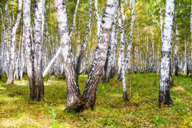 Sarı huş ağacı orman, geç sonbahar doğa manzara