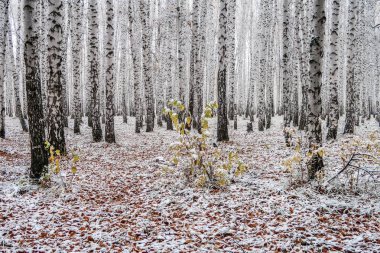 sonbahar manzara bir huş ormandaki ilk kar