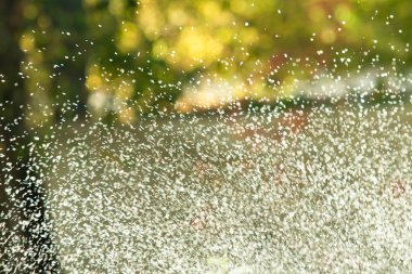 defocused, bulanık su, bokeh doğa damla