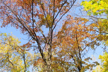 ağaç görünümünü aşağıdan gökyüzüne sonbahar manzara bırakır