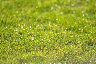 yeşil çim bokeh arka plan bulanık