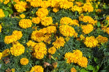 birçok marigolds küçük çiçekler