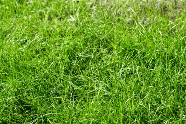 bulanık bokeh arka planı yeşil çimen